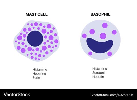 호염기구 basophil , 비만세포 mast cell 기능, 역할, 모양